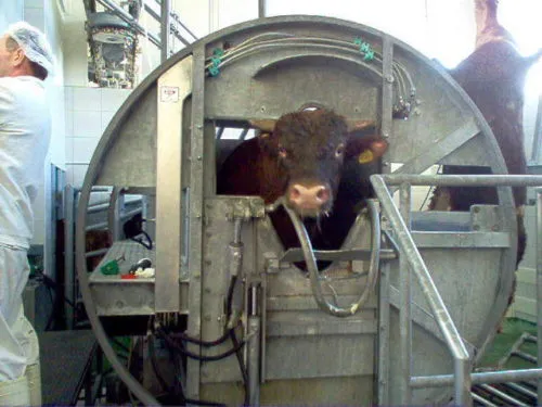мини бойня в Волгограде 3