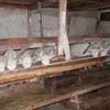  оптом Козье Молоко в Новомосковске