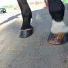 ветеринарные препараты в Губкине