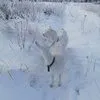 козье молоко и молочные продукты в Богородске