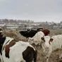 молоко коровье  в Челябинске