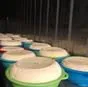 сыр в Курганинске 5