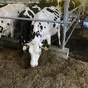 молоко коровье цельное в Нижнем Новгороде и Нижегородской области