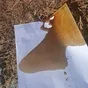 масло подсолнечное темное кормовое в Белгороде
