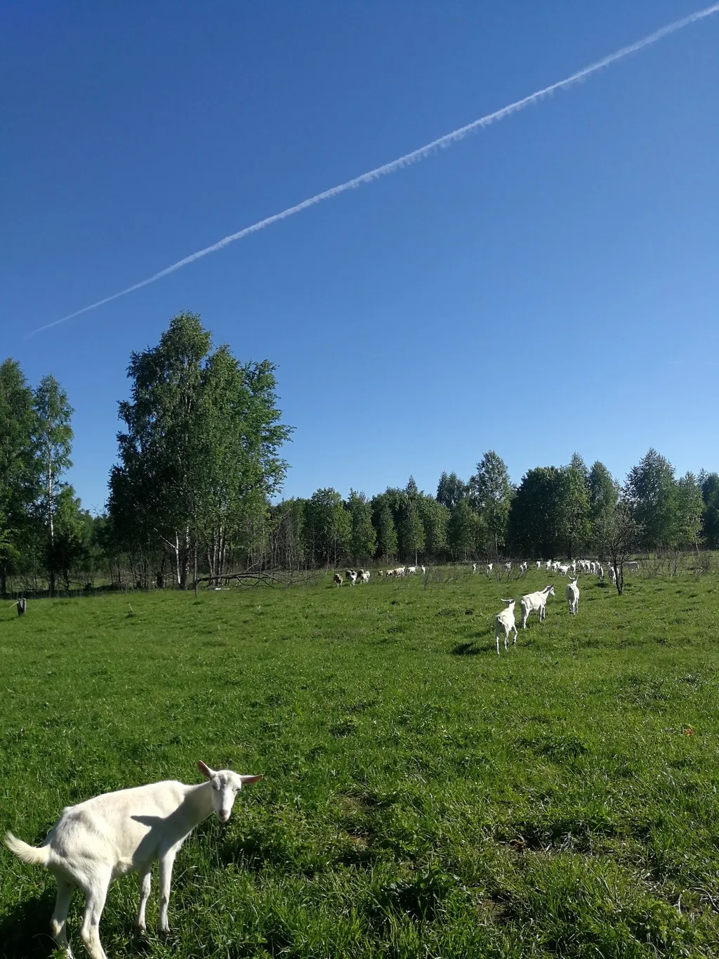 фотография продукта Натуральное цельное козье молоко