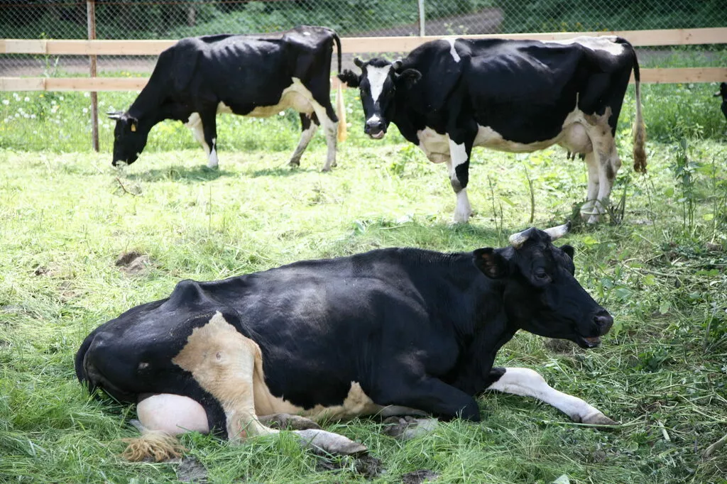 фотография продукта Молоко оптом сырое