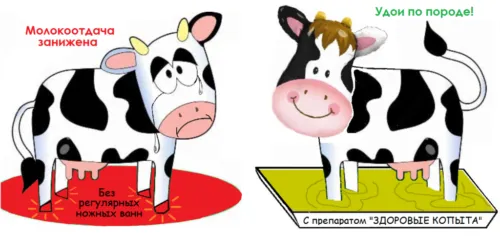 здоровые копыта = 8000 кг за лактацию в Троицке 2