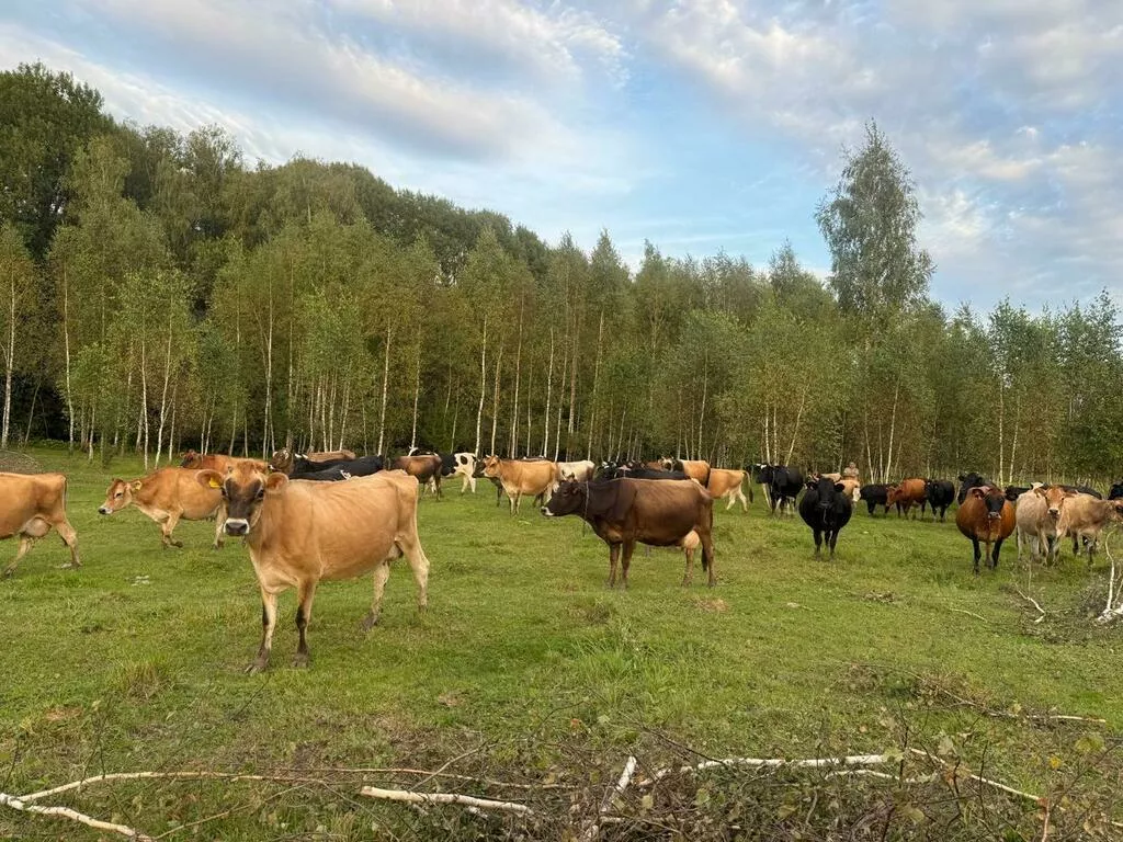 Фотография продукта Сырое коровье молоко 