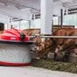 молоко от джерсейских коров белок 4,2% в Калуге и Калужской области 4
