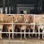 молоко от джерсейских коров белок 4,2% в Калуге и Калужской области 2